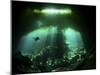A Diver in the Garden of Eden Cenote System in Mexico-null-Mounted Photographic Print