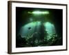 A Diver in the Garden of Eden Cenote System in Mexico-null-Framed Photographic Print