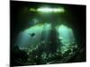 A Diver in the Garden of Eden Cenote System in Mexico-null-Mounted Photographic Print