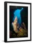 A Diver Looks into a Cavern at a Sponge, Gorontalo, Sulawesi, Indonesia-null-Framed Photographic Print