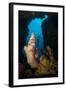 A Diver Looks into a Cavern at a Sponge, Gorontalo, Sulawesi, Indonesia-null-Framed Photographic Print