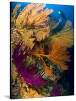A Diver Looks On at a Colorful Reef with Sea Fans, Solomon Islands-Stocktrek Images-Stretched Canvas