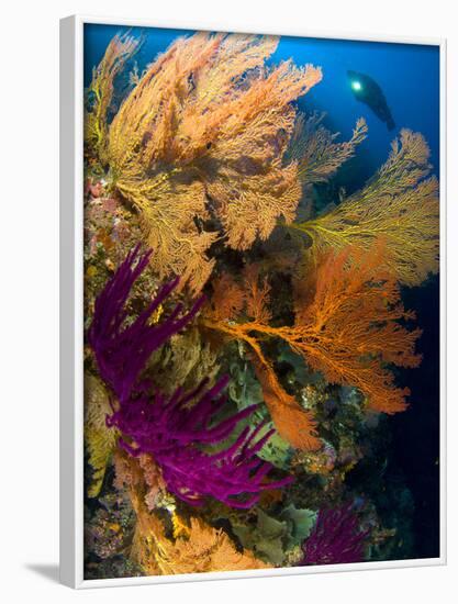 A Diver Looks On at a Colorful Reef with Sea Fans, Solomon Islands-Stocktrek Images-Framed Photographic Print