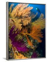 A Diver Looks On at a Colorful Reef with Sea Fans, Solomon Islands-Stocktrek Images-Framed Photographic Print