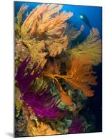 A Diver Looks On at a Colorful Reef with Sea Fans, Solomon Islands-Stocktrek Images-Mounted Photographic Print