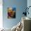 A Diver Looks On at a Colorful Reef with Sea Fans, Solomon Islands-Stocktrek Images-Mounted Photographic Print displayed on a wall