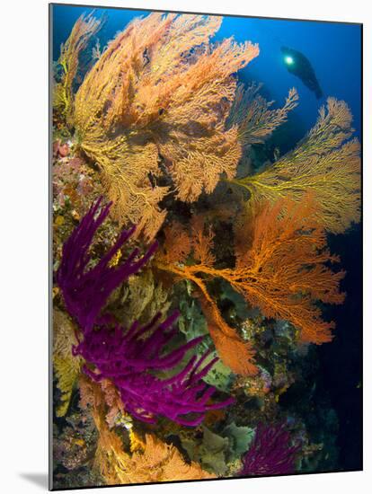 A Diver Looks On at a Colorful Reef with Sea Fans, Solomon Islands-Stocktrek Images-Mounted Photographic Print