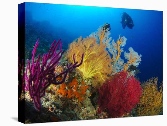 A Diver Looks On at a Colorful Reef with Sea Fans, Solomon Islands-Stocktrek Images-Stretched Canvas