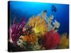 A Diver Looks On at a Colorful Reef with Sea Fans, Solomon Islands-Stocktrek Images-Stretched Canvas