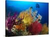 A Diver Looks On at a Colorful Reef with Sea Fans, Solomon Islands-Stocktrek Images-Stretched Canvas