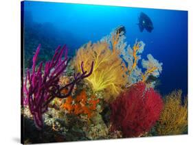 A Diver Looks On at a Colorful Reef with Sea Fans, Solomon Islands-Stocktrek Images-Stretched Canvas