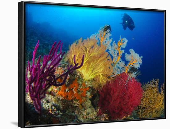 A Diver Looks On at a Colorful Reef with Sea Fans, Solomon Islands-Stocktrek Images-Framed Photographic Print