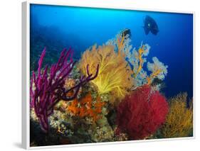 A Diver Looks On at a Colorful Reef with Sea Fans, Solomon Islands-Stocktrek Images-Framed Photographic Print