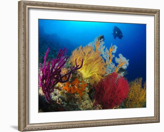 A Diver Looks On at a Colorful Reef with Sea Fans, Solomon Islands-Stocktrek Images-Framed Photographic Print