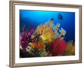 A Diver Looks On at a Colorful Reef with Sea Fans, Solomon Islands-Stocktrek Images-Framed Photographic Print