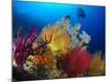 A Diver Looks On at a Colorful Reef with Sea Fans, Solomon Islands-Stocktrek Images-Mounted Photographic Print