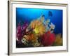 A Diver Looks On at a Colorful Reef with Sea Fans, Solomon Islands-Stocktrek Images-Framed Photographic Print