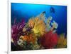 A Diver Looks On at a Colorful Reef with Sea Fans, Solomon Islands-Stocktrek Images-Framed Photographic Print