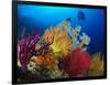 A Diver Looks On at a Colorful Reef with Sea Fans, Solomon Islands-Stocktrek Images-Framed Photographic Print