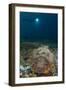 A Diver Looks on at a Giant Stonefish, Gorontalo, Sulawesi, Indonesia-null-Framed Photographic Print