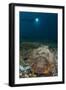 A Diver Looks on at a Giant Stonefish, Gorontalo, Sulawesi, Indonesia-null-Framed Photographic Print