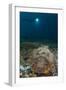 A Diver Looks on at a Giant Stonefish, Gorontalo, Sulawesi, Indonesia-null-Framed Photographic Print