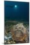 A Diver Looks on at a Giant Stonefish, Gorontalo, Sulawesi, Indonesia-null-Mounted Photographic Print