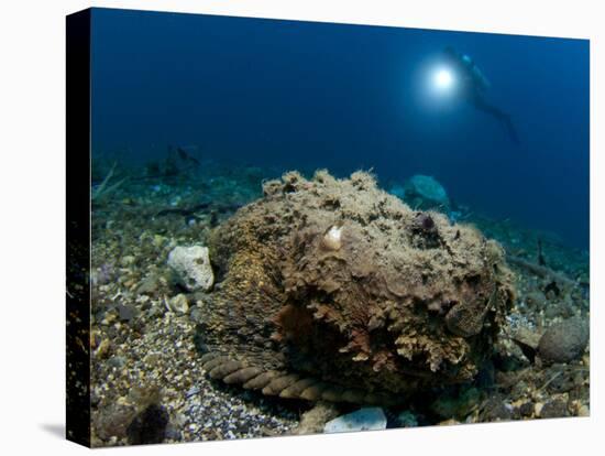 A Diver Looks on at a Giant Stonefish, Gorontalo, Sulawesi, Indonesia-null-Stretched Canvas