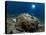 A Diver Looks on at a Giant Stonefish, Gorontalo, Sulawesi, Indonesia-null-Stretched Canvas