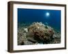 A Diver Looks on at a Giant Stonefish, Gorontalo, Sulawesi, Indonesia-null-Framed Photographic Print