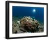 A Diver Looks on at a Giant Stonefish, Gorontalo, Sulawesi, Indonesia-null-Framed Photographic Print