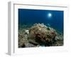 A Diver Looks on at a Giant Stonefish, Gorontalo, Sulawesi, Indonesia-null-Framed Photographic Print