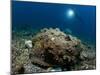 A Diver Looks on at a Giant Stonefish, Gorontalo, Sulawesi, Indonesia-null-Mounted Photographic Print