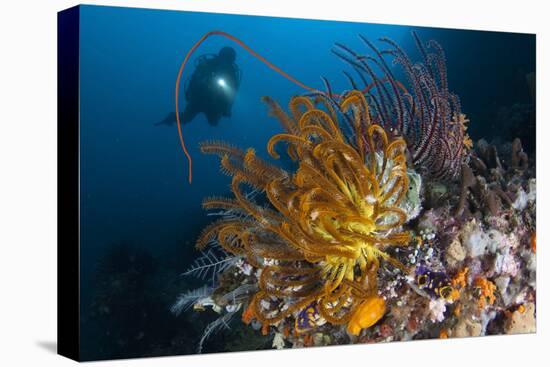 A Diver Looks on at a Group of Crinoids, Raja Ampat, Indonesia-null-Stretched Canvas