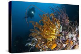 A Diver Looks on at a Group of Crinoids, Raja Ampat, Indonesia-null-Stretched Canvas