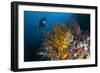 A Diver Looks on at a Group of Crinoids, Raja Ampat, Indonesia-null-Framed Photographic Print