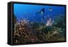 A Diver Looks on at a Lionfish Hovering Above Staghorn Coral, Indonesia-null-Framed Stretched Canvas