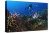 A Diver Looks on at a Lionfish Hovering Above Staghorn Coral, Indonesia-null-Stretched Canvas