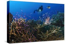 A Diver Looks on at a Lionfish Hovering Above Staghorn Coral, Indonesia-null-Stretched Canvas