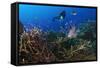 A Diver Looks on at a Lionfish Hovering Above Staghorn Coral, Indonesia-null-Framed Stretched Canvas