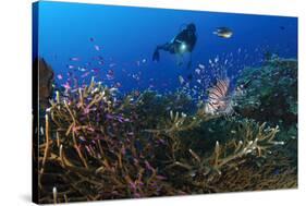 A Diver Looks on at a Lionfish Hovering Above Staghorn Coral, Indonesia-null-Stretched Canvas