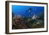 A Diver Looks on at a Lionfish Hovering Above Staghorn Coral, Indonesia-null-Framed Photographic Print