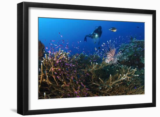 A Diver Looks on at a Lionfish Hovering Above Staghorn Coral, Indonesia-null-Framed Photographic Print