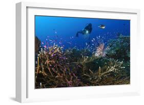 A Diver Looks on at a Lionfish Hovering Above Staghorn Coral, Indonesia-null-Framed Photographic Print