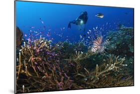A Diver Looks on at a Lionfish Hovering Above Staghorn Coral, Indonesia-null-Mounted Photographic Print
