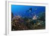 A Diver Looks on at a Lionfish Hovering Above Staghorn Coral, Indonesia-null-Framed Photographic Print