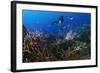 A Diver Looks on at a Lionfish Hovering Above Staghorn Coral, Indonesia-null-Framed Photographic Print