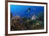 A Diver Looks on at a Lionfish Hovering Above Staghorn Coral, Indonesia-null-Framed Photographic Print