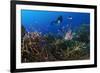 A Diver Looks on at a Lionfish Hovering Above Staghorn Coral, Indonesia-null-Framed Photographic Print