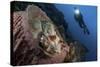 A Diver Looks on at a Tassled Scorpionfish Lying in a Barrel Sponge-Stocktrek Images-Stretched Canvas